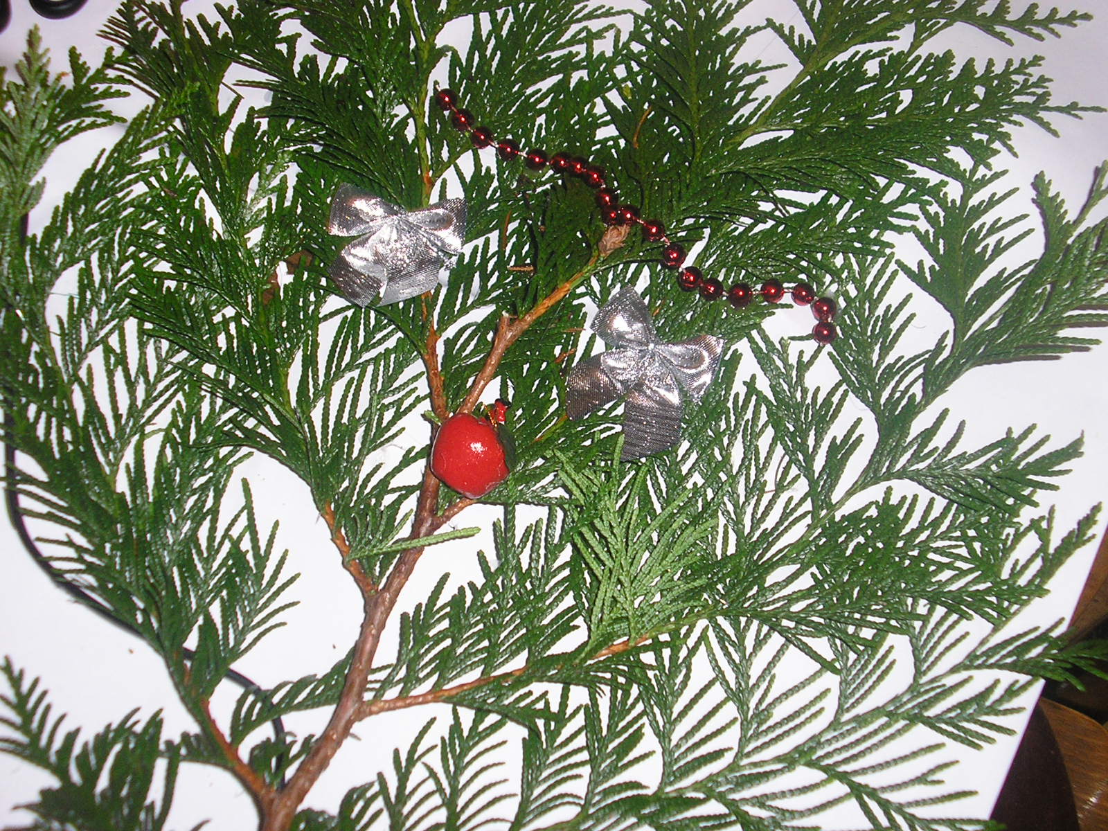 P1011560.JPG
